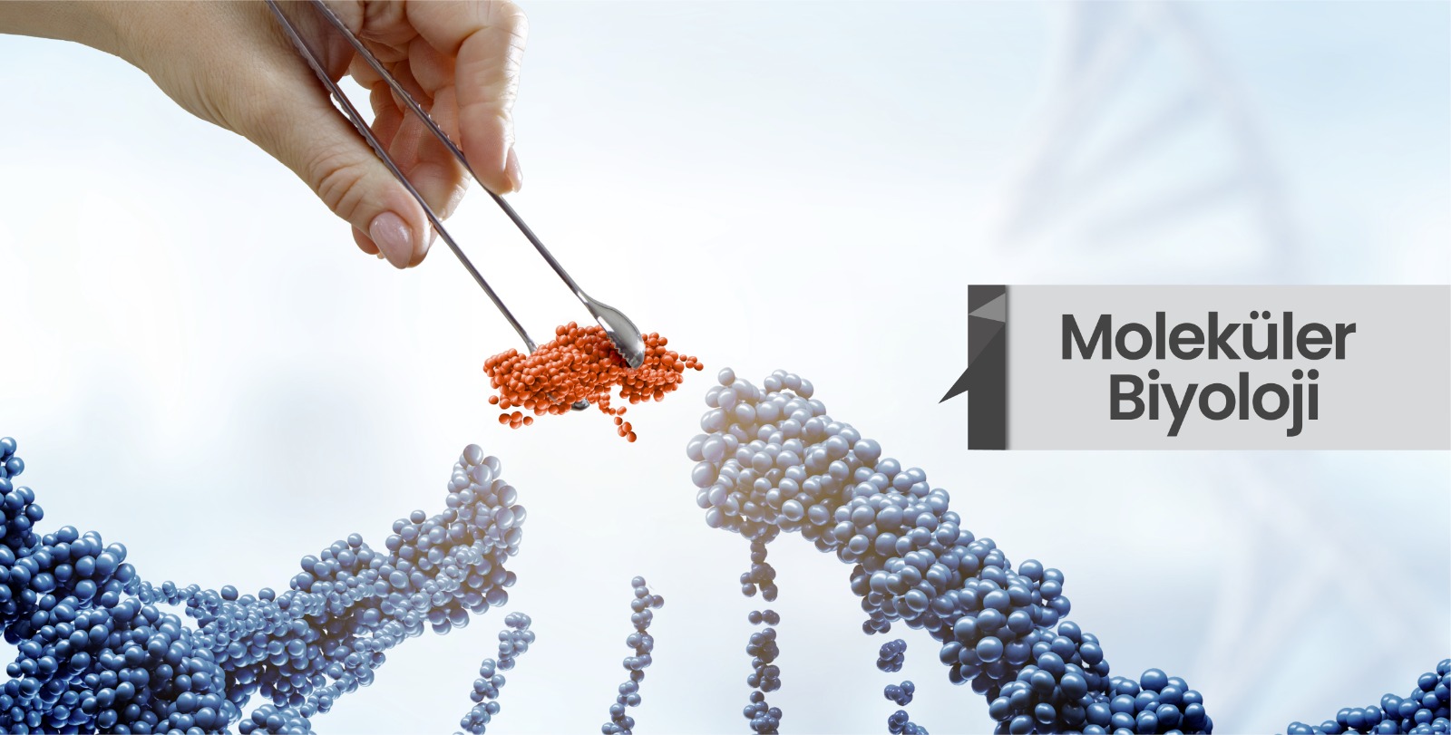 Molecular Detection and Phylogenetic Analysis of Five Honey Bee Viruses from Wet Pollen in Türkiye